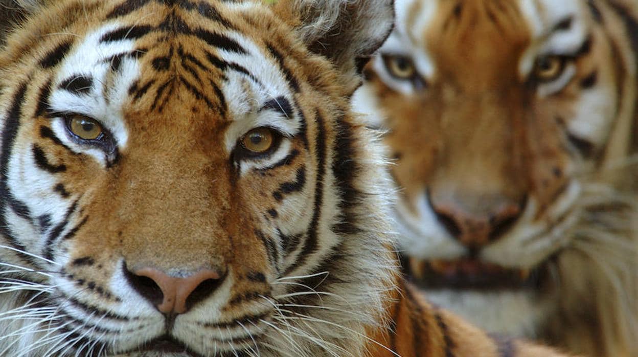 Los tigres no son todos iguales
