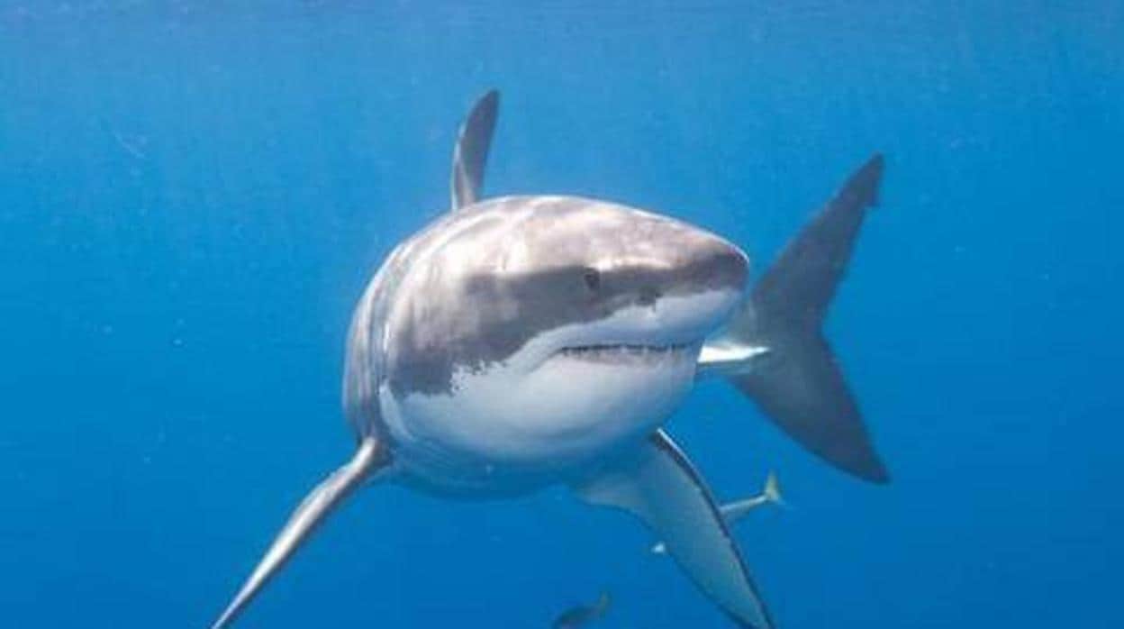 España y Japón se alían en defensa de la pesca del tiburón marrajo