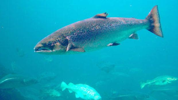 Proponen la creación de santuarios naturales para proteger al salmón atlántico