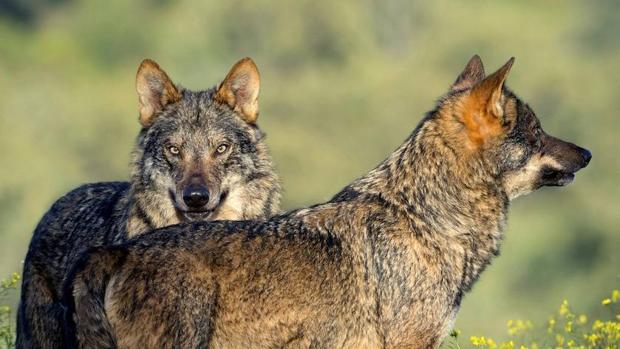 La población de lobo ibérico aumenta un 20% en Castilla y León durante la última década