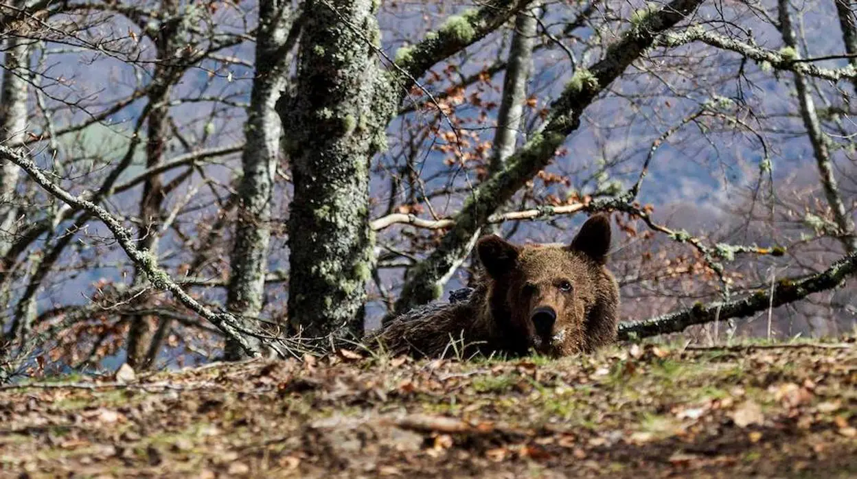 Beato, el más exitoso caso de reincorporación de un oso pardo a su hábitat