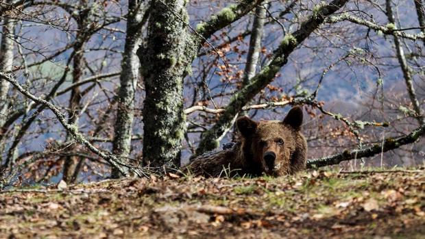 Beato, el caso más exitoso de reincorporación de un oso pardo a su hábitat