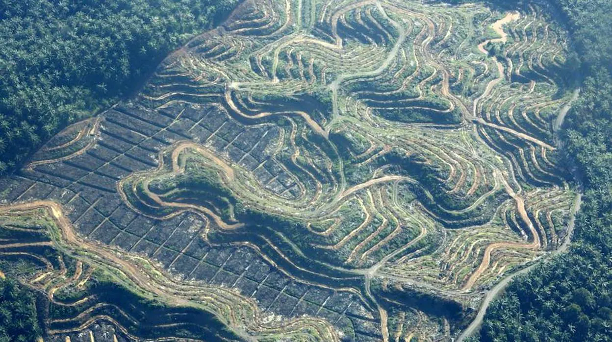 El nuevo Código Forestal de Brasil abre la puerta a la deforestación legal en la Amazonia