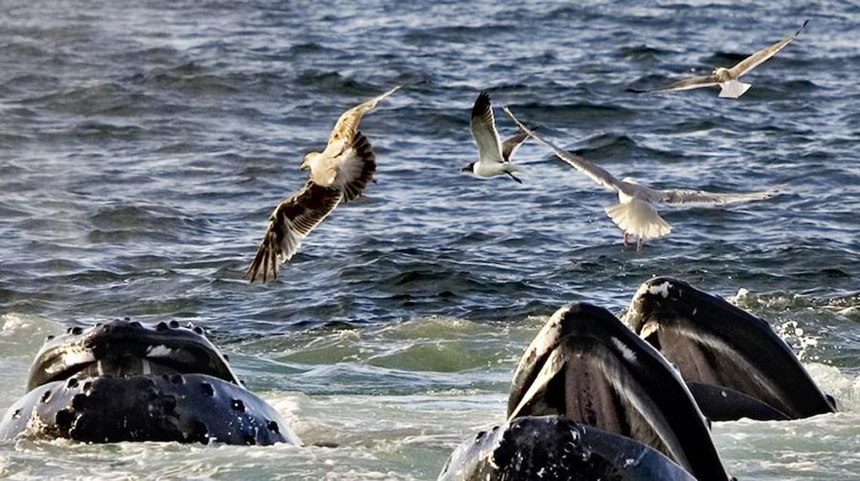 Las ballenas jorobadas llegan al Mediterráneo para alimentarse
