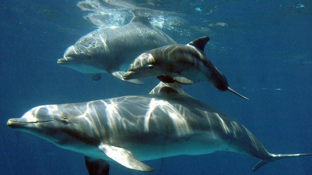 Cuantifican los daños que causan los delfines a los pescadores artesanales