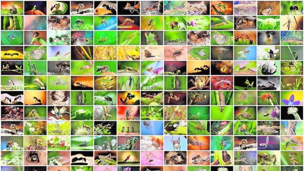 Más del 40% de las especies de insectos están en peligro de extinción