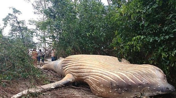 El misterio de la ballena de diez toneladas que ha aparecido en la selva del Amazonas