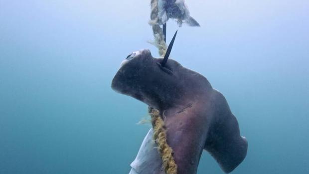 El Día Mundial de la Vida Silvestre 2019 se fija en las valiosas especies marinas