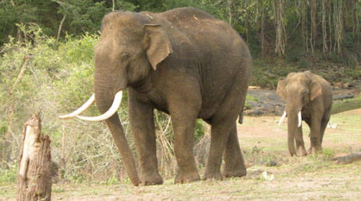 Los elefantes asiáticos podrían perder hasta un 42% de hábitats adecuados en India y Nepal hasta 2070