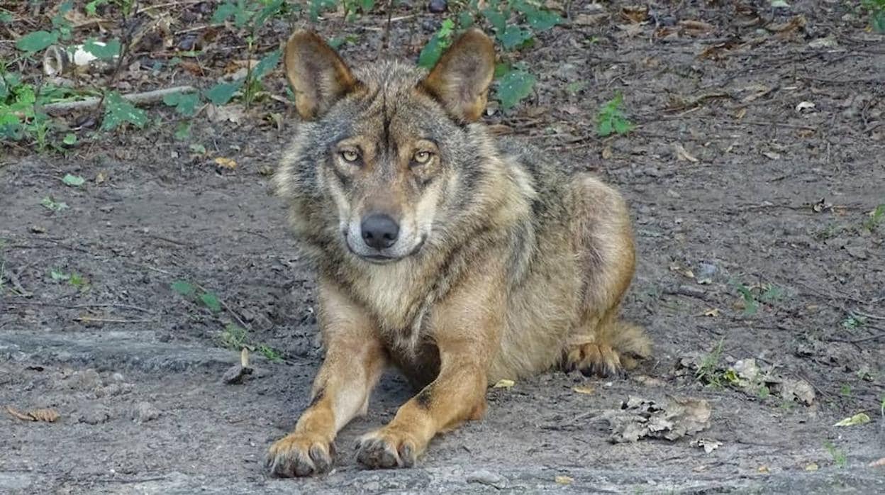 Científicos, agentes forestales y ONG lanzan el Observatorio del Lobo