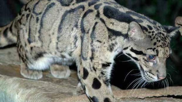 Reaparece el leopardo nublado de Formosa en Taiwán