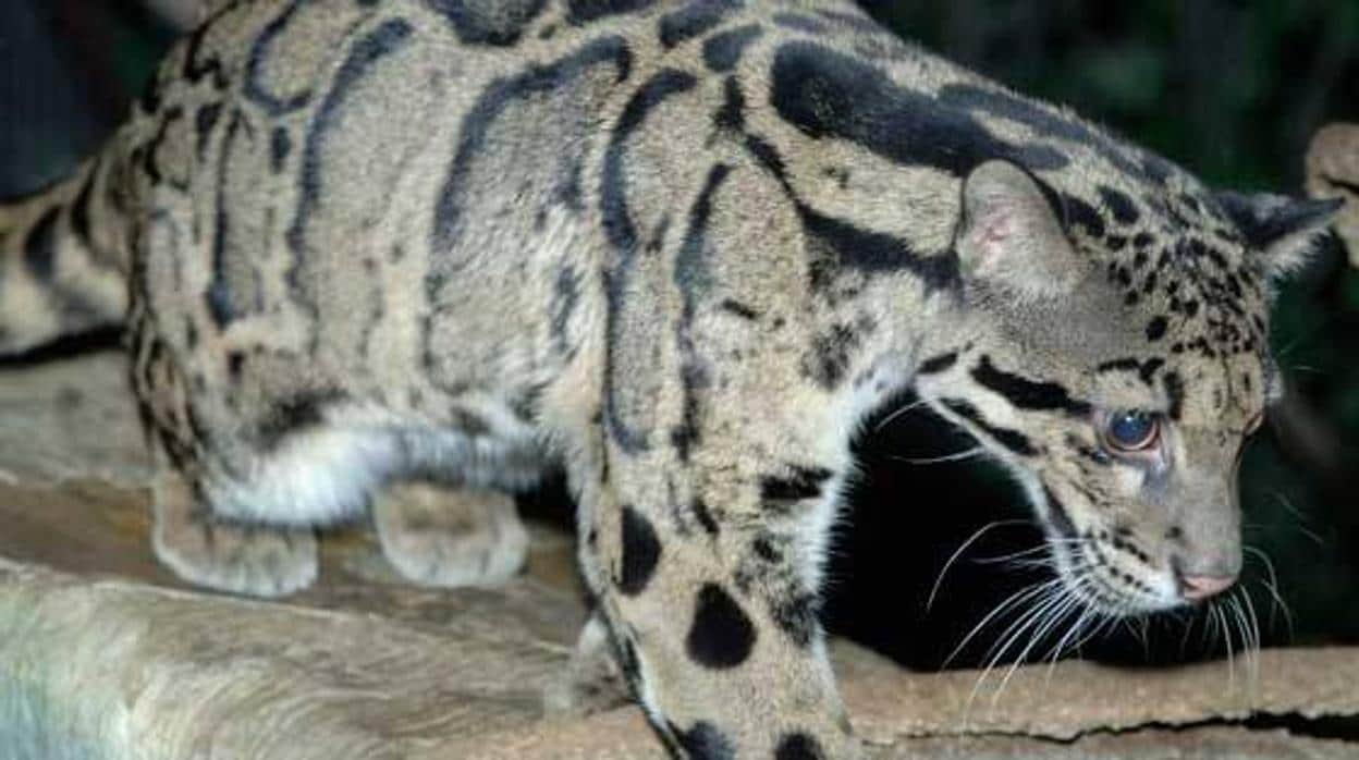 Reaparece el leopardo nublado de Formosa en Taiwán