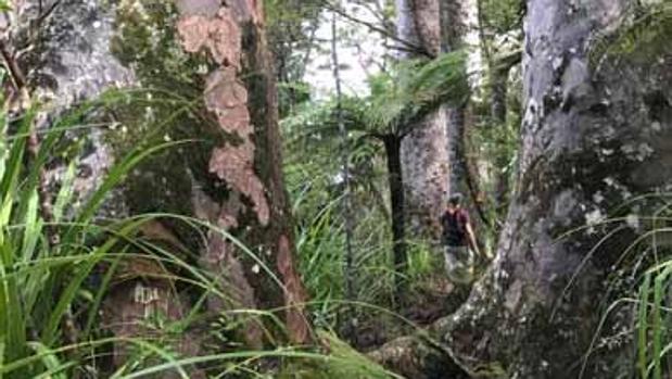 Desentierran un gigantesco kauri que podría tener 40.500 años