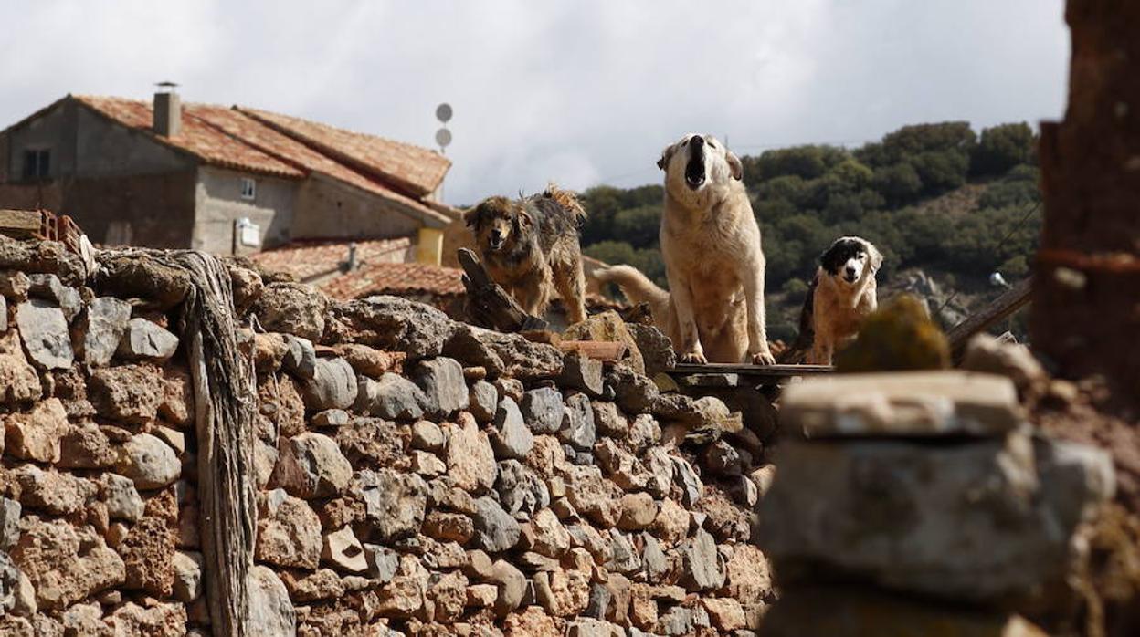 Siete razones para un mundo rural justo y sostenible