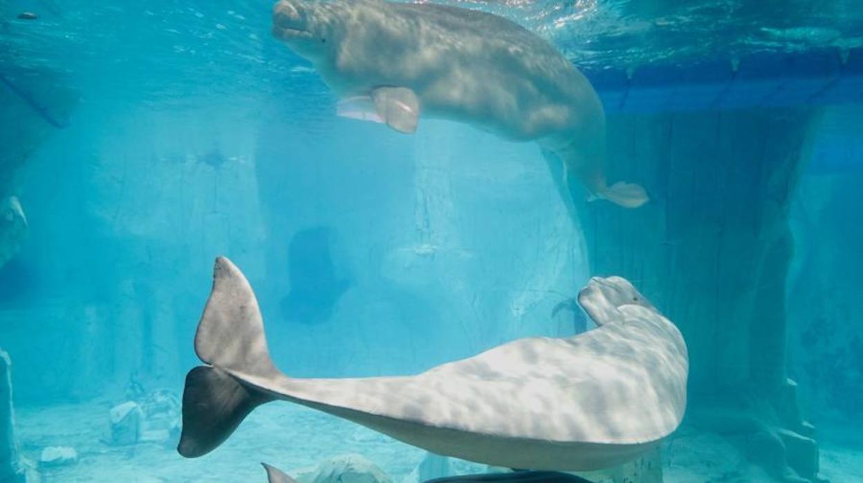 Rusia liberará a todos los cetáceos de la considerada mayor «cárcel de ballenas» del mundo