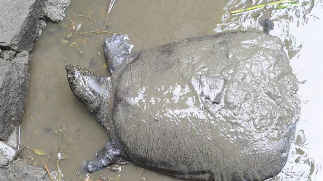 Muere la última hembra conocida de una especie de tortuga en peligro crítico de extinción