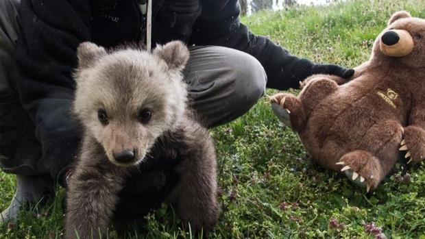 Vídeo: ¿Eran Bradley y Cooper realmente huérfanos?