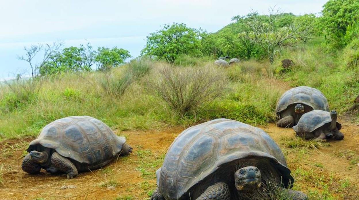 Las tortugas gigantes migran de manera impredecible ante el cambio climático