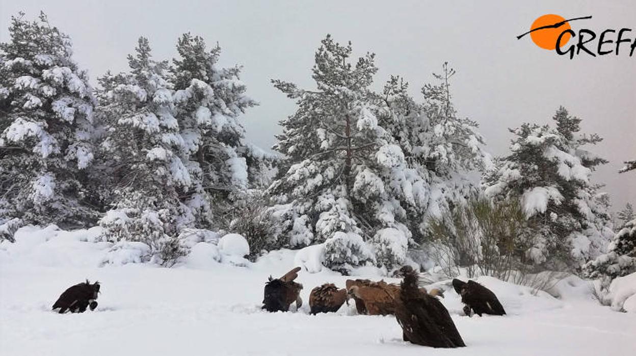 El lenguaje que banaliza la crueldad hacia los animales