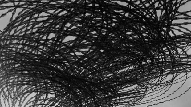 Un estudio revela cómo las relaciones sociales transforman las bandadas de aves