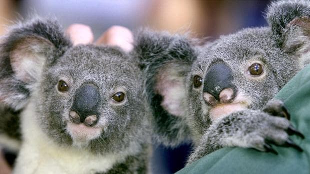 El koala podría estar «funcionalmente extinto» en Australia, según una ONG