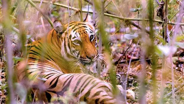 Bangladesh combate el furtivismo con fuerzas de élite para elevar su población de tigres