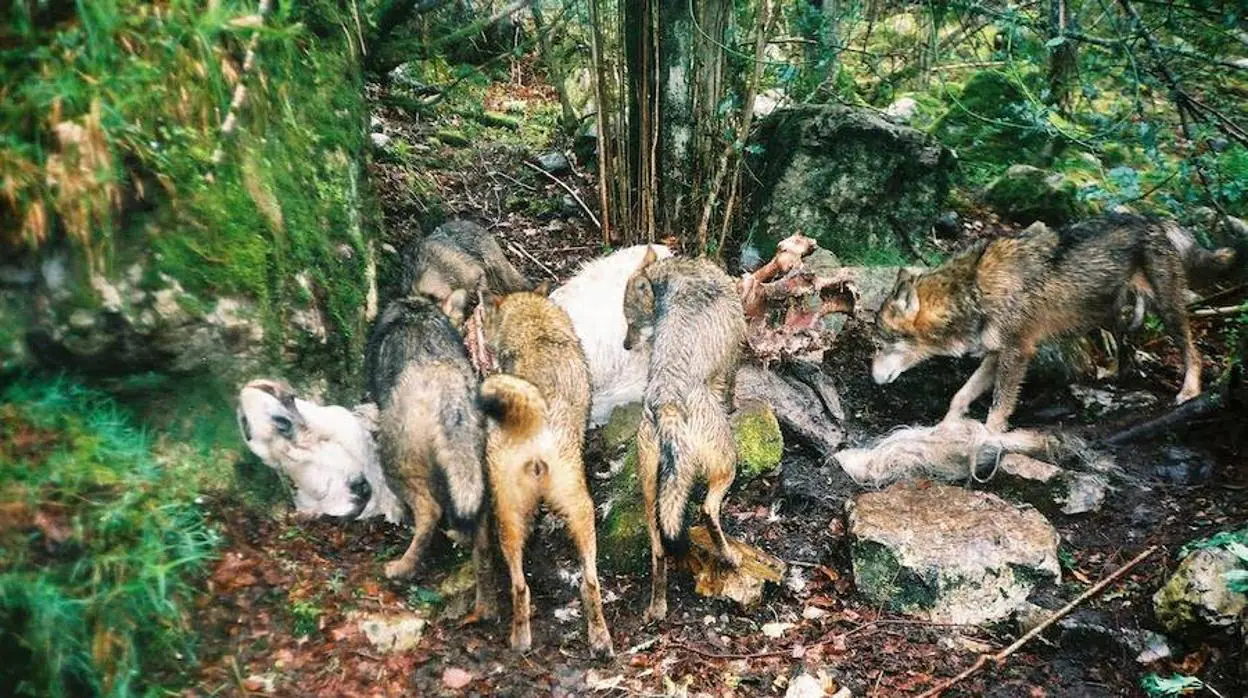 Un estudio sugiere que los lobos ayudan al control de enfermedades del ganado