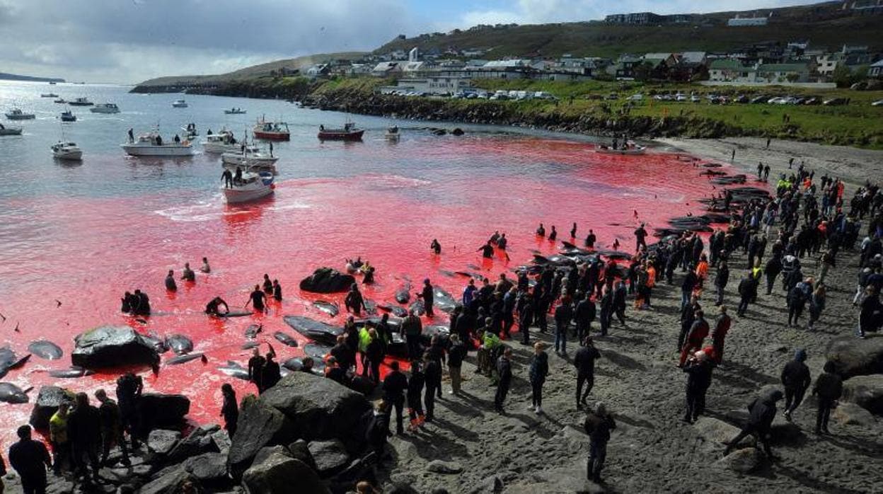 Imagen aérea que muestra el color rojizo del mar teñido por la sangre de los cetáceos