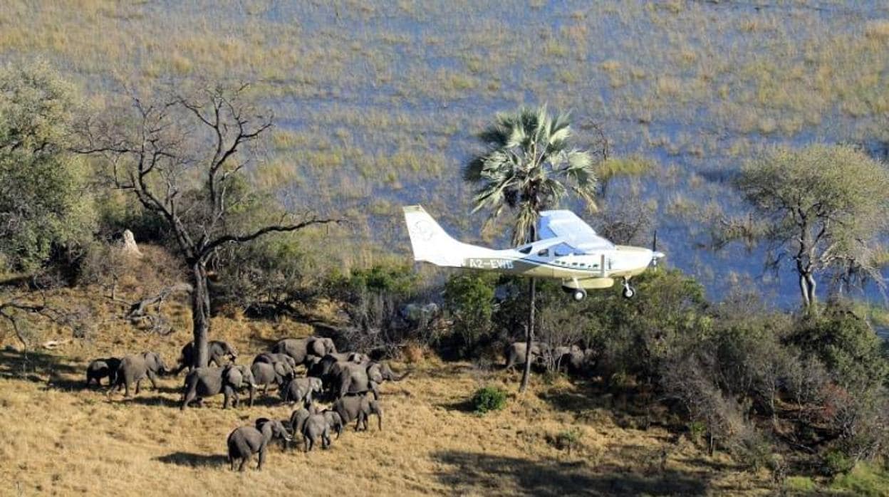 Las caza furtiva de elefantes en África está disminuyendo, aunque la especie sigue amenazada