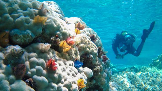 Bahamas alberga la primera granja comercial de coral en el mundo