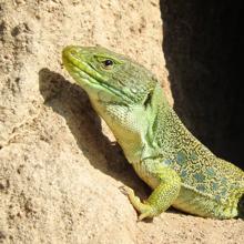 Lagarto ocelado