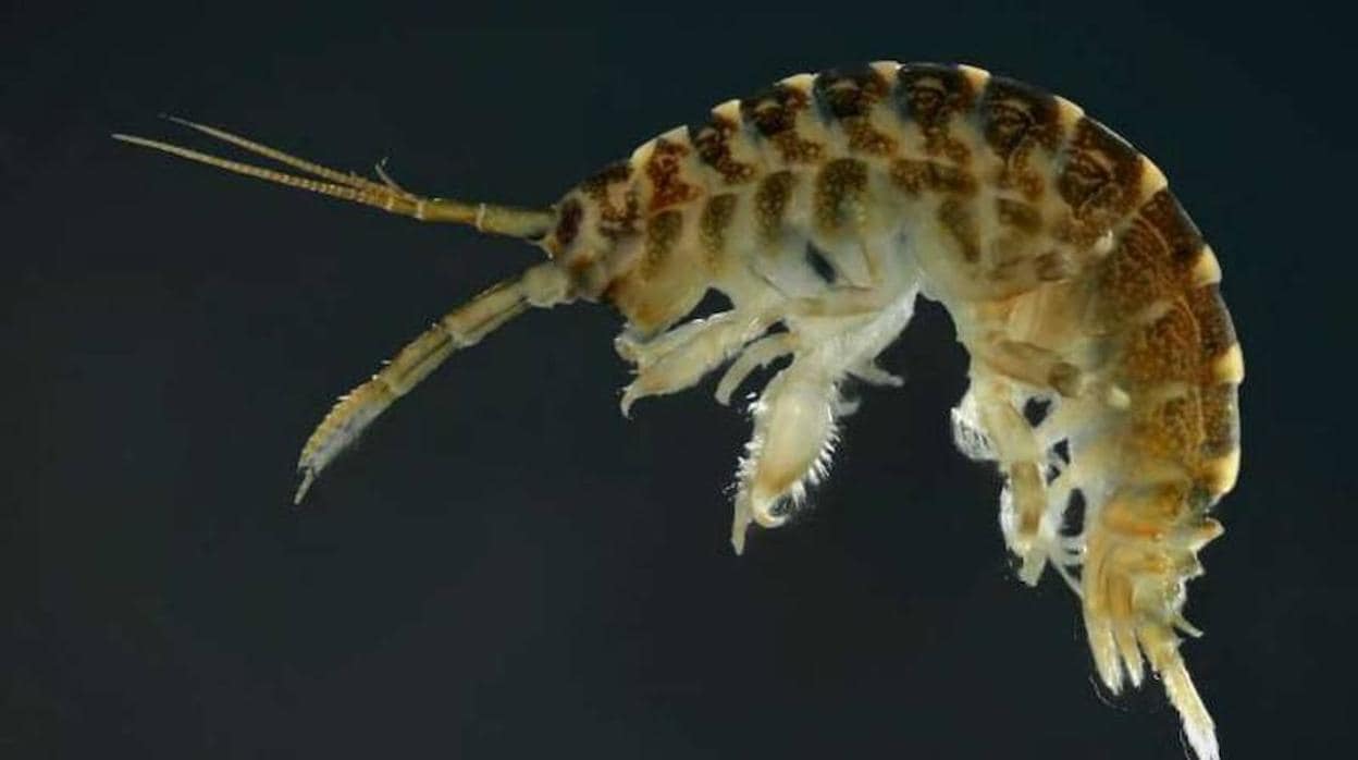 El miedo a los «camarones asesinos» invasores intimida a los crustáceos de los ríos europeos