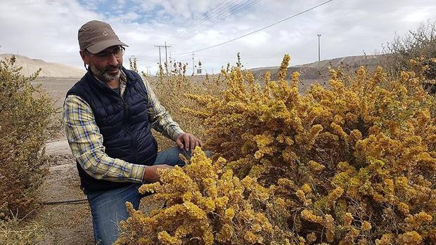 Un pulmón verde prospera en el desierto más árido del planeta