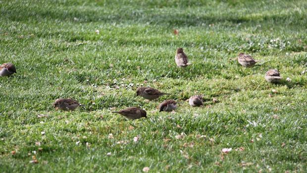 Así ayudas a hidratarse a las aves de tu barrio