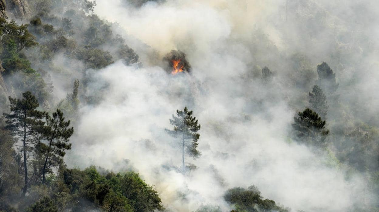 Los incendios forestales podrían convertirse, también, en un problema en invierno