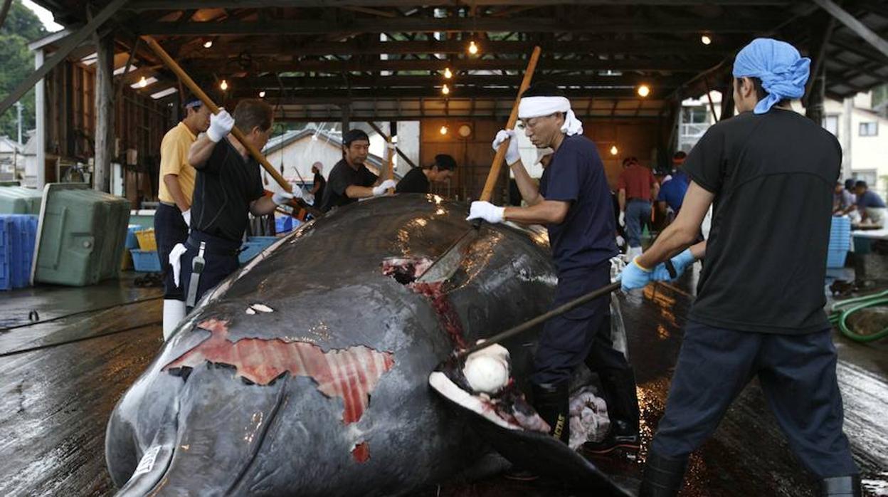 Japón acoge la primera subasta de carne de ballena desde que retomara su caza comercial