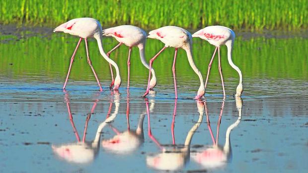 La Unesco vigilará el uso ilegal del agua en Doñana durante los dos próximos años