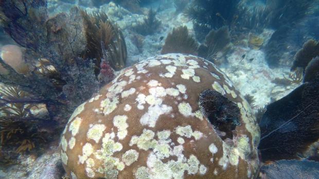 La grave enfermedad que sufren los corales de Florida une a la comunidad científica en rescate de este animal marino