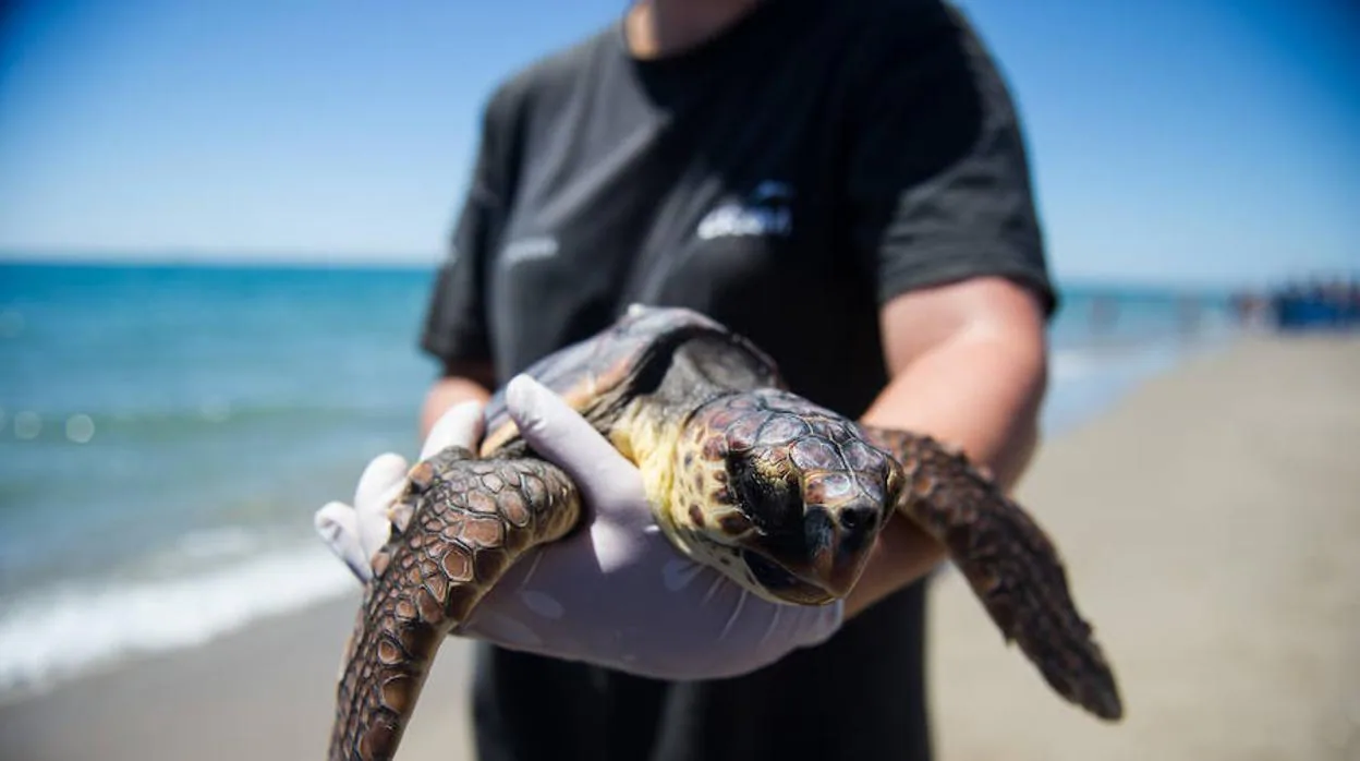 Registran la quinta puesta de huevos, en 200 años, de una tortuga marina en una playa de la Comunidad Valenciana