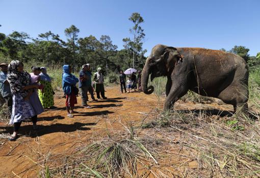 Indonesia emplea elefantes domesticados para mediar con los salvajes en su batalla con los humanos