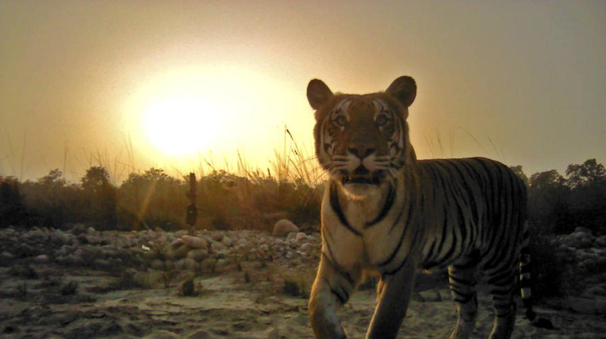 India aumenta su población de tigres en un 30% en cuatro años