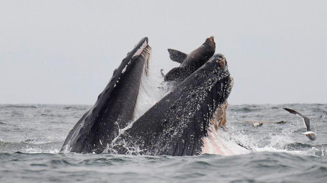 Momento en el que un león marino cae en la boca de una ballena jorobada