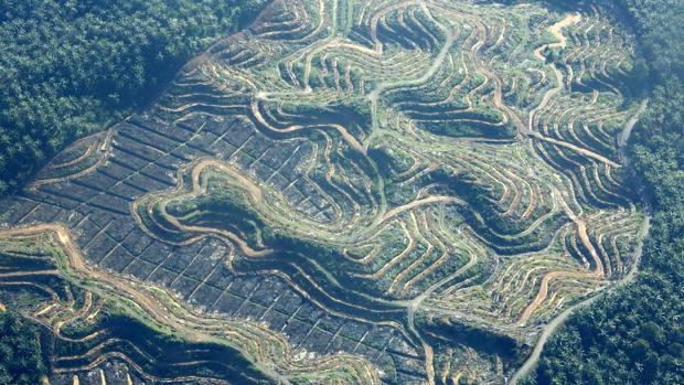 Bolsonaro insiste en explotar la Amazonía mientras crece la deforestación