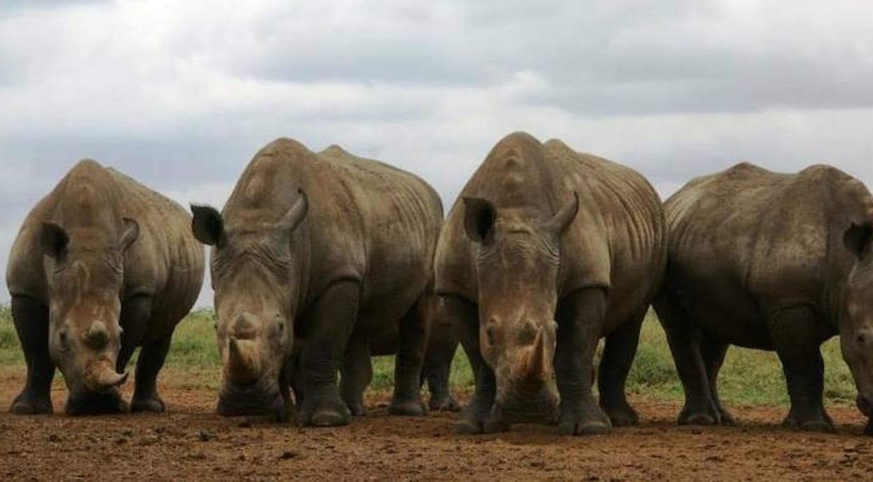 Condena de 37 años de cárcel para un furtivo que mató a un rinoceronte y su cría en el Parque Nacional Kruger en 2015