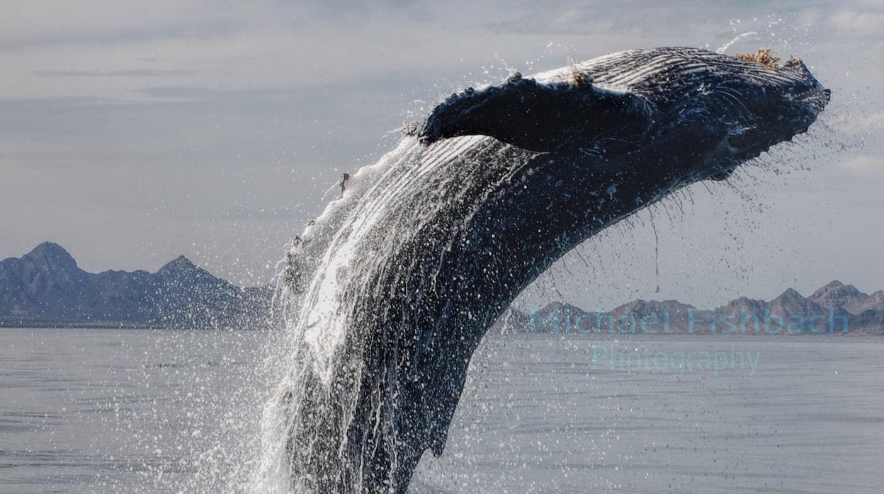 Las ballenas prestan servicios ecosistémicos por valor de un billón de dólares