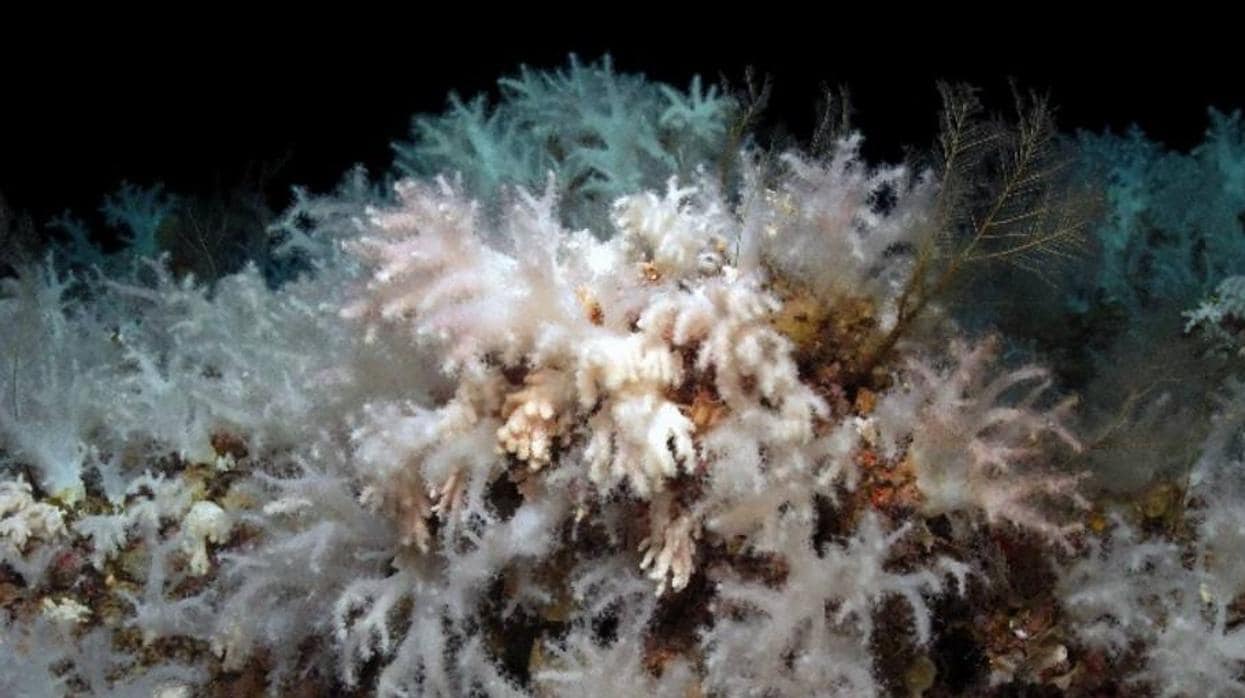 Las 45 causas por las que la Gran Barrera de Coral está en serio peligro