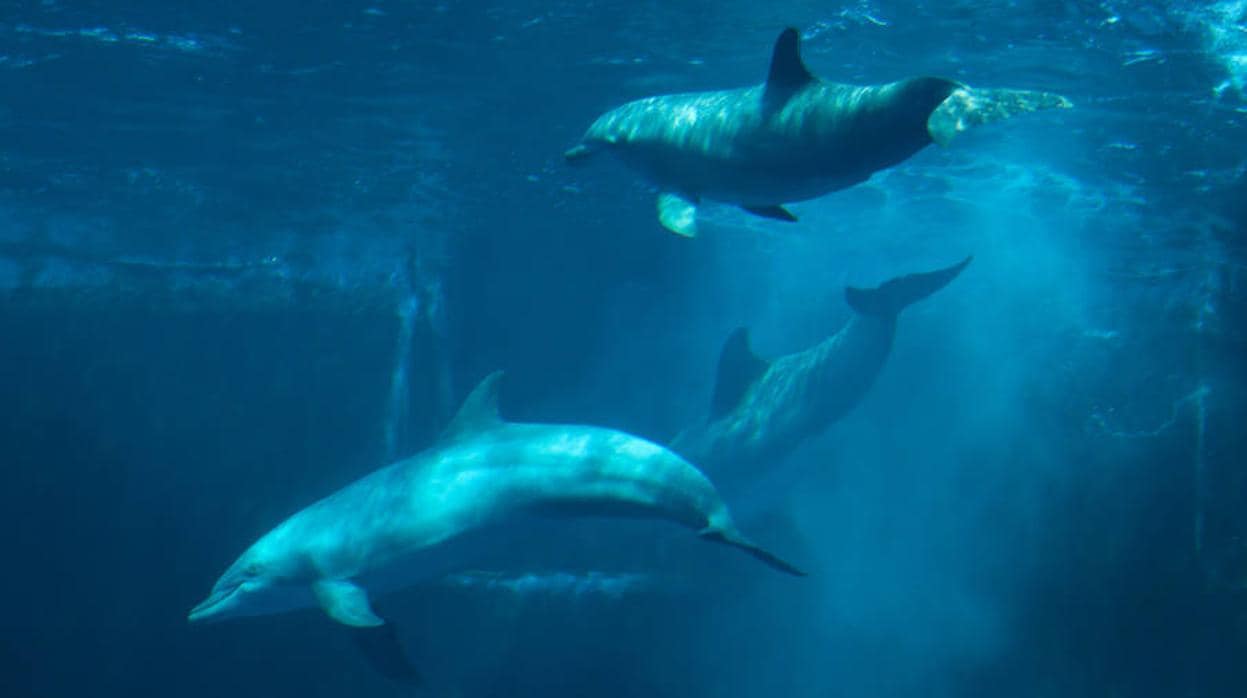 Los delfines mulares de las costas gallegas son muy vulnerables a los impactos humanos