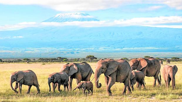 Internet of Environment, tecnología para frenar la extinción de especies