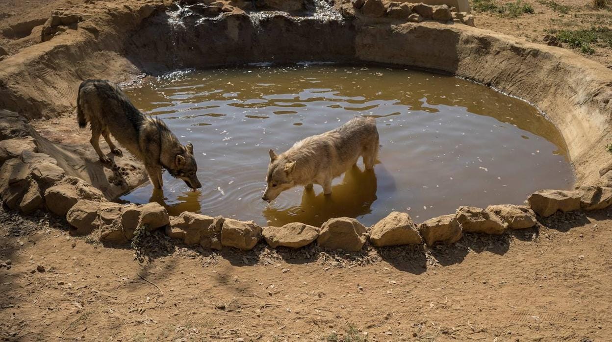 Salvan a una manada de lobos americanos de convertirse en las «dianas» de  los cazadores recreativos