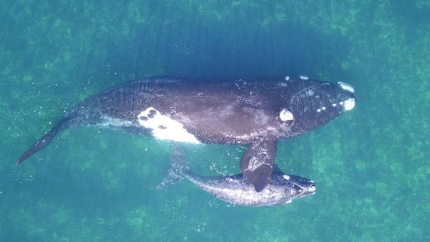 Los drones permiten pesar, por primera vez, ballenas en libertad